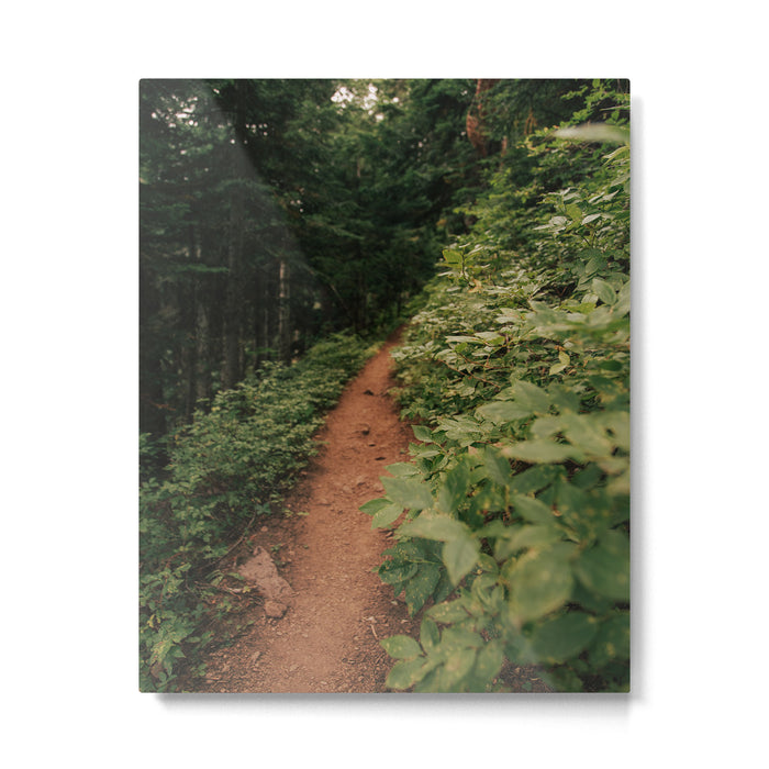 Through the Green Metal Print Gallery Image 1