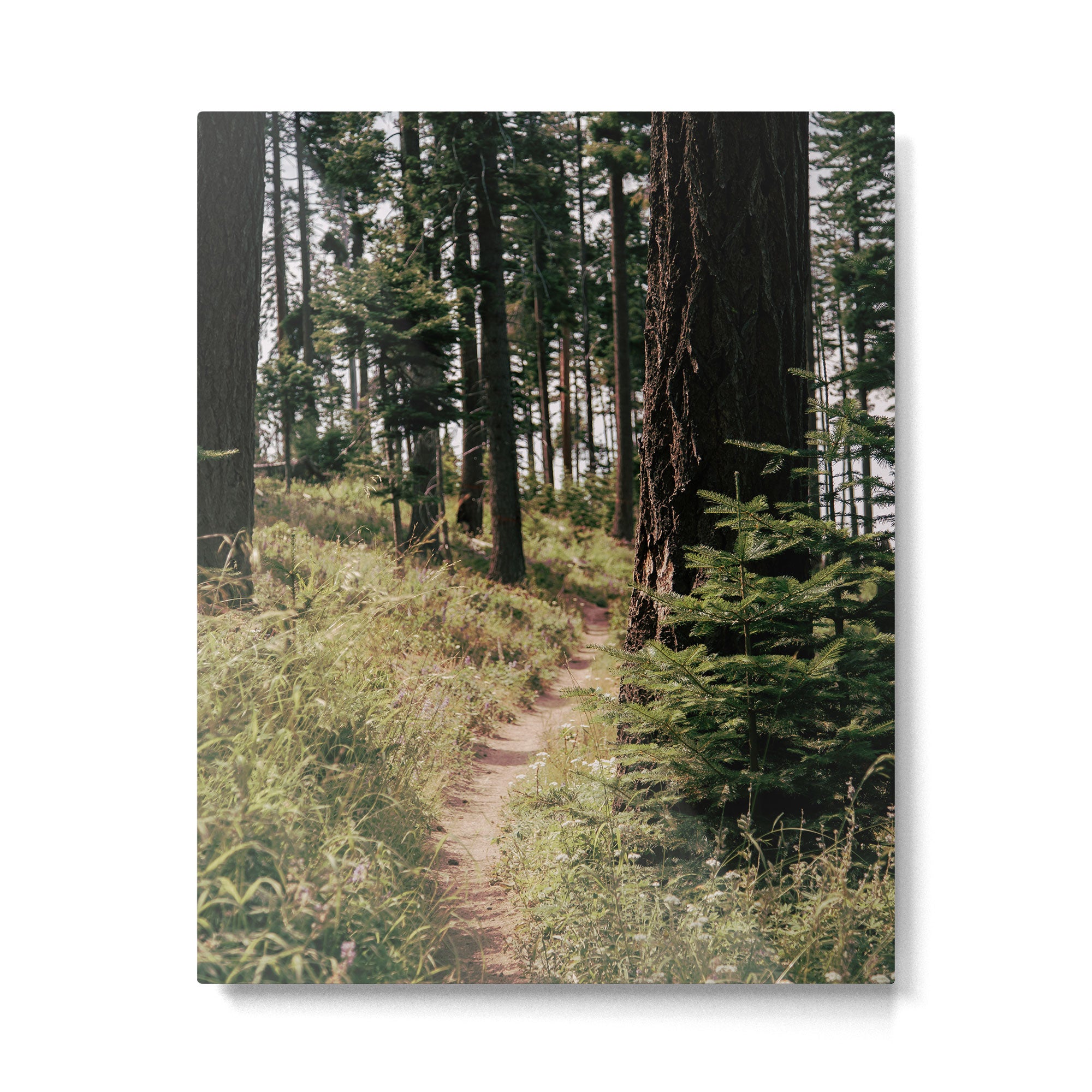 Through the Woods Metal Print Gallery Image 4