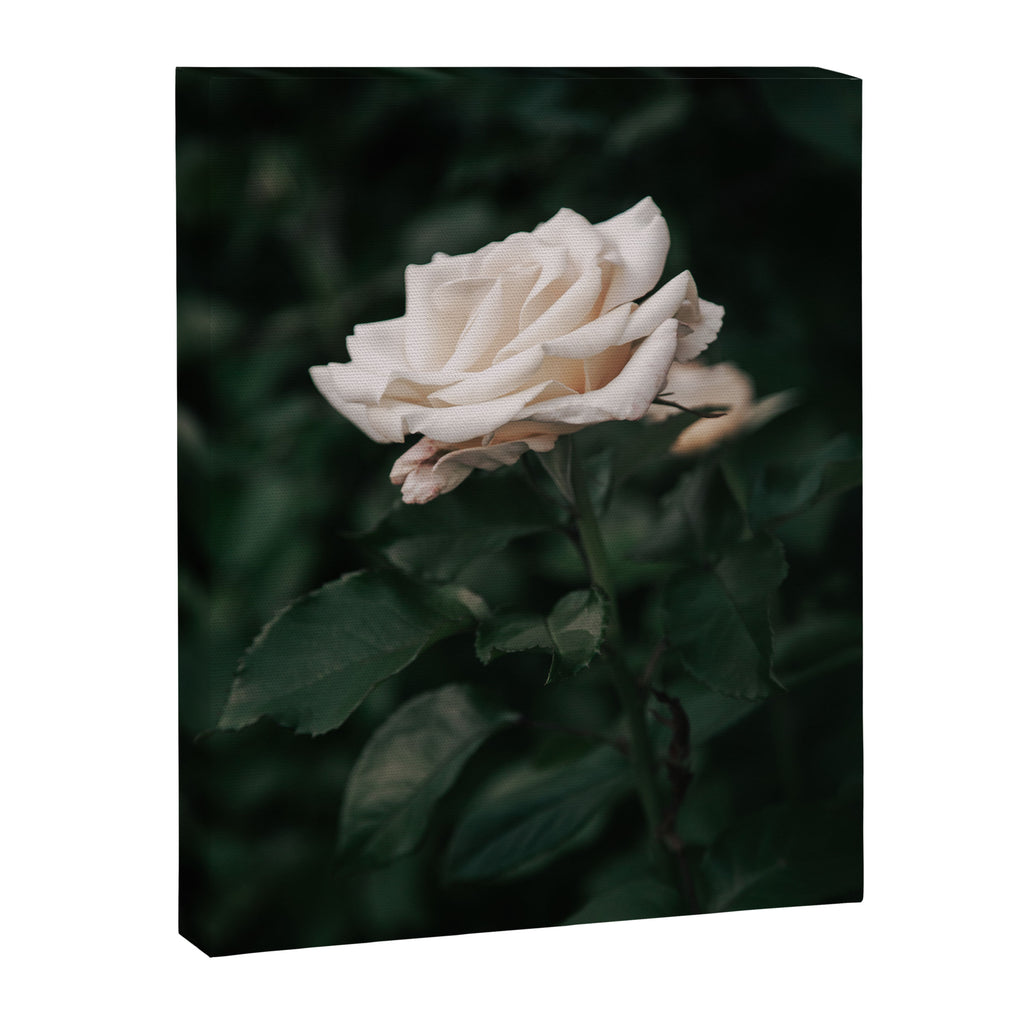 White Rose Canvas Print Gallery Image 6