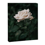 White Rose Canvas Print Gallery Image 6