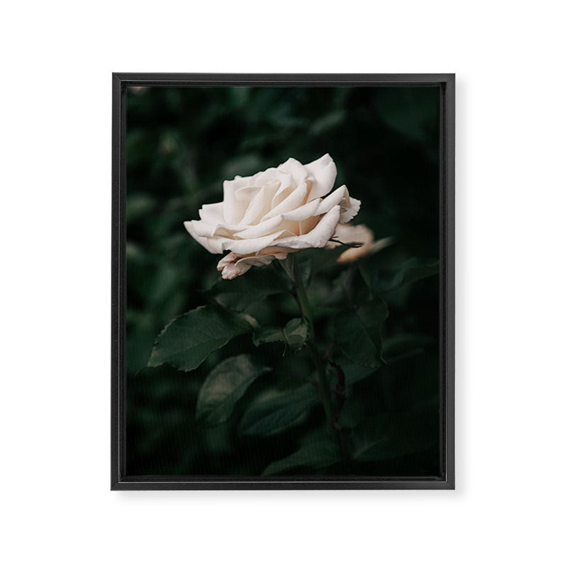 White Rose Framed Canvas Print Gallery Image 6