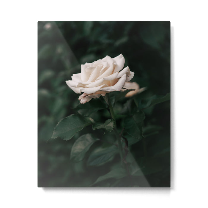 White Rose Metal Print Gallery Image 1