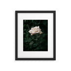 White Rose Framed Art Print Gallery Image 5