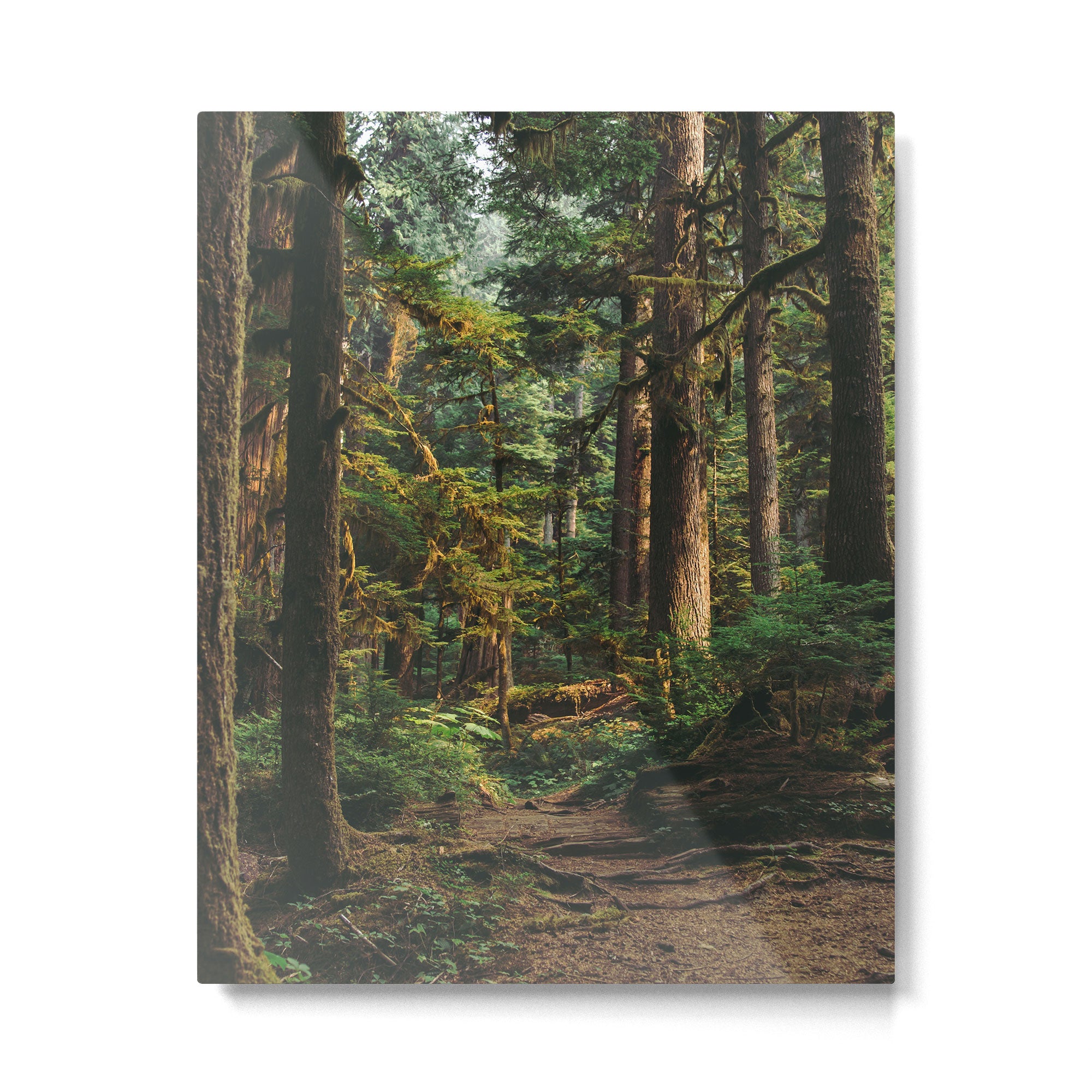 Woodland Landscape II Metal Print Gallery Image 4
