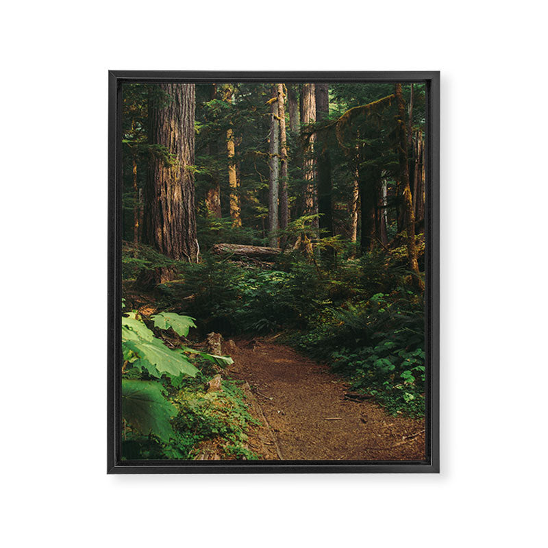 Woodland Landscape Framed Canvas Print Gallery Image 6