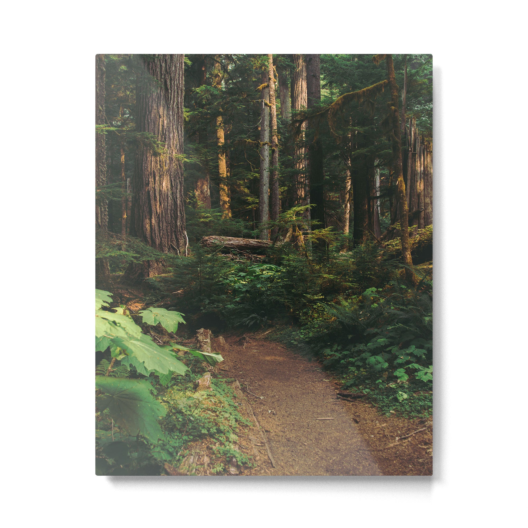 Woodland Landscape Metal Print Gallery Image 4