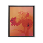 burning iris Framed Canvas Print Gallery Image 6