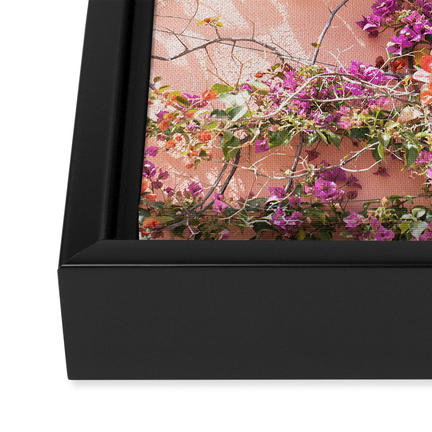Bougainvillea Flowers in Color | Pink Wall in Cascais Art Print | Floral Travel Photography in Portugal Framed Canvas Print Gallery Image 3