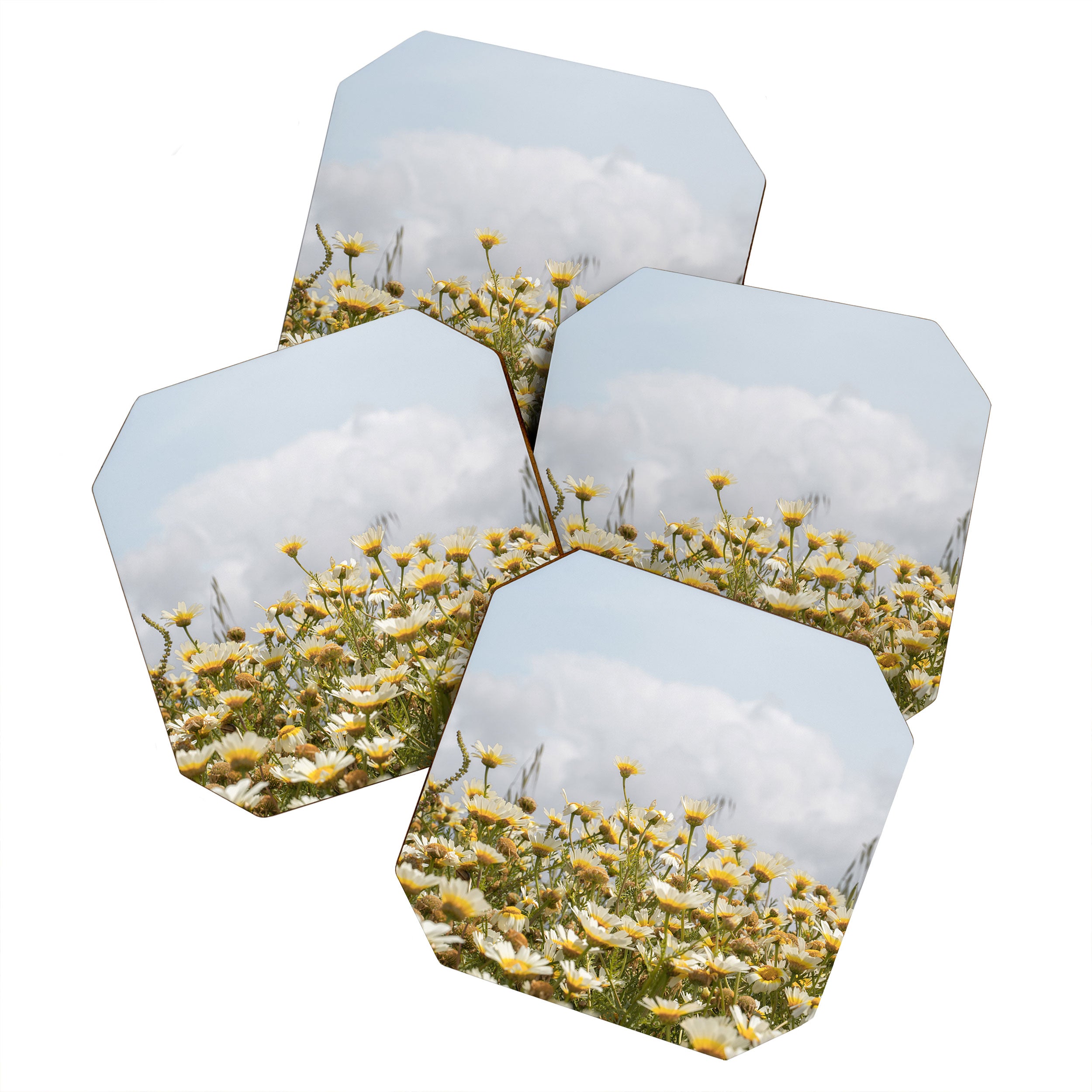 Garden of Daisy Flowers | Nature Photography in Portugal Art Print | Floral Summer Photo Coaster Gallery Image 1