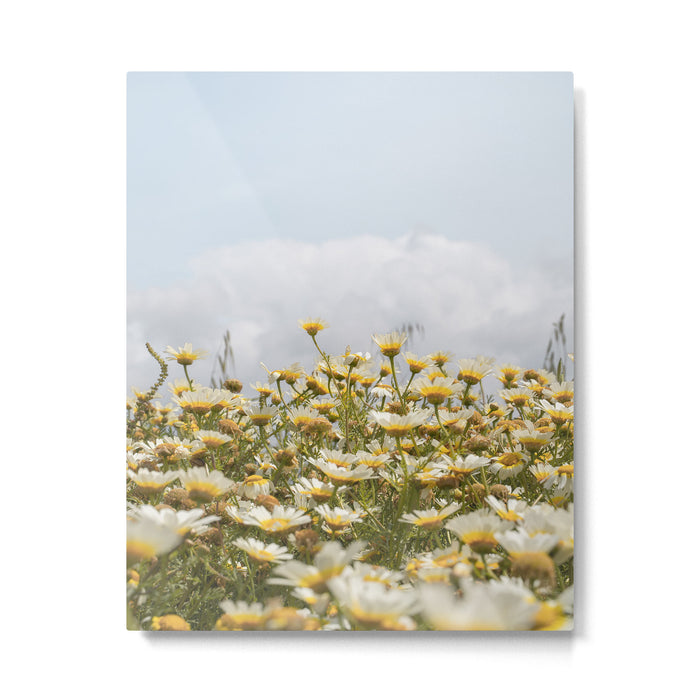 Garden of Daisy Flowers | Nature Photography in Portugal Art Print | Floral Summer Photo Metal Print Gallery Image 1