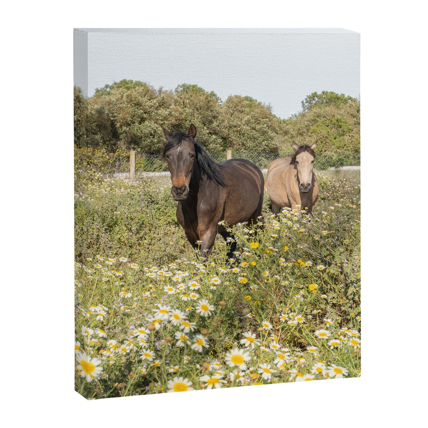 Horses in a Field of Wildflowers | Portugal Travel Art Print | Animal Photography in Europe Canvas Print Gallery Image 6