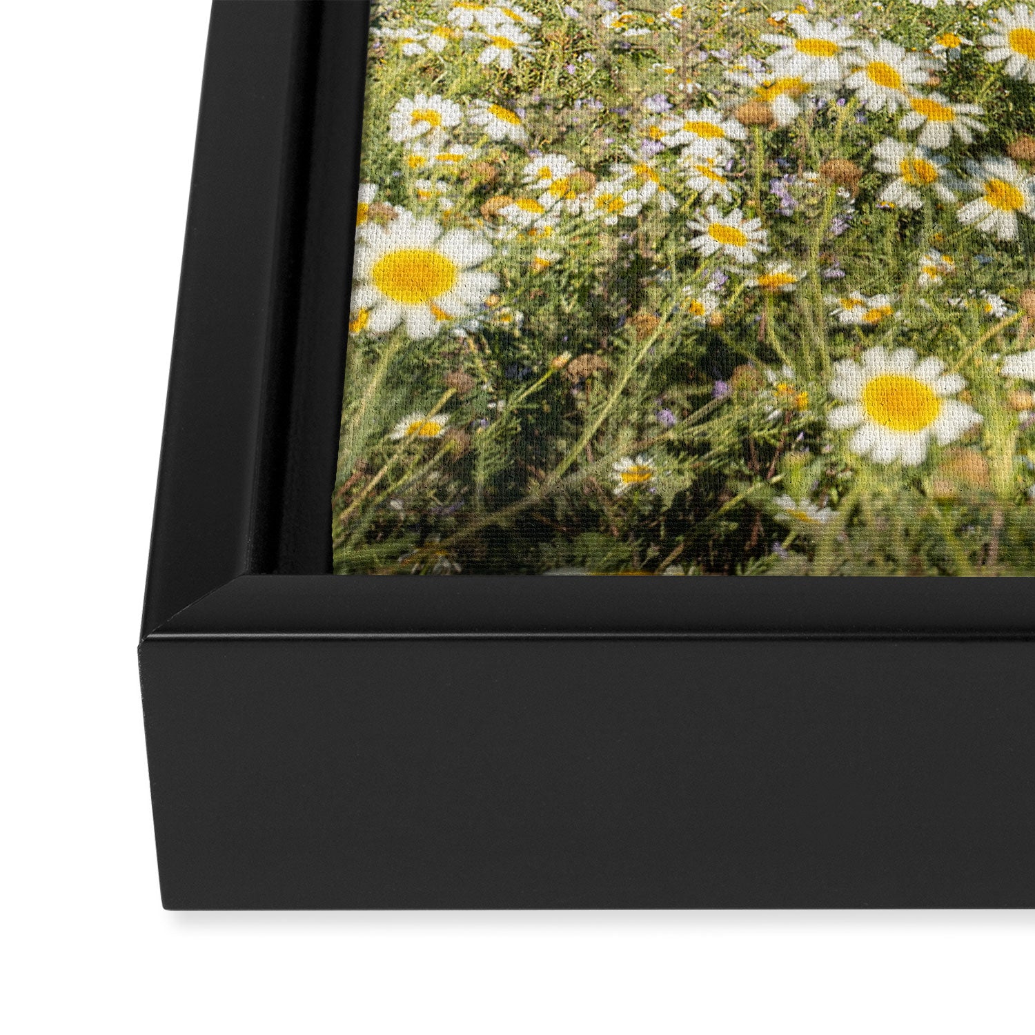 Horses in a Field of Wildflowers | Portugal Travel Art Print | Animal Photography in Europe Framed Canvas Print Gallery Image 3