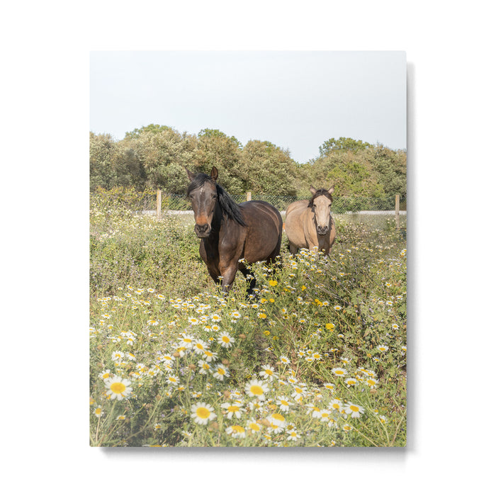 Horses in a Field of Wildflowers | Portugal Travel Art Print | Animal Photography in Europe Metal Print Gallery Image 1