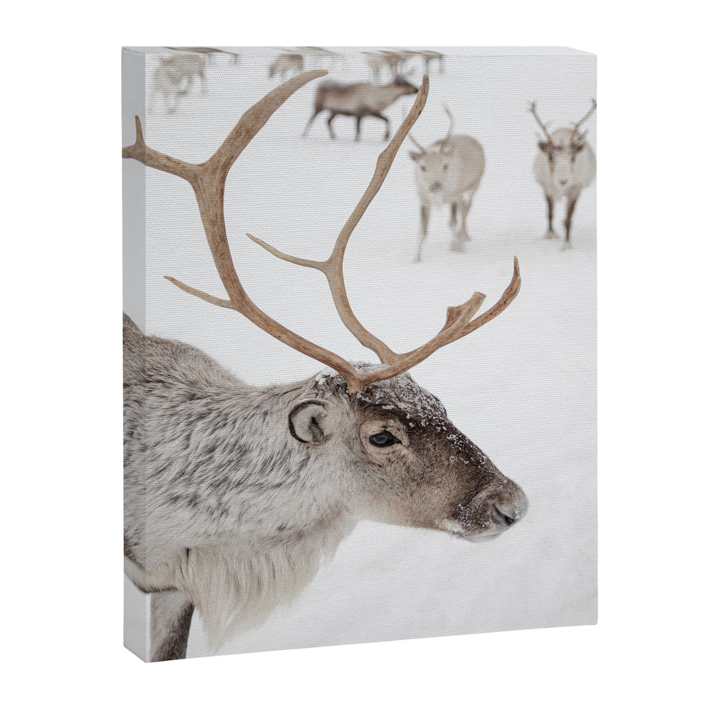 Reindeer With Antlers Art Print | Tromsø Norway Animal Snow Photo | Arctic Winter Travel Photography Canvas Print Gallery Image 6