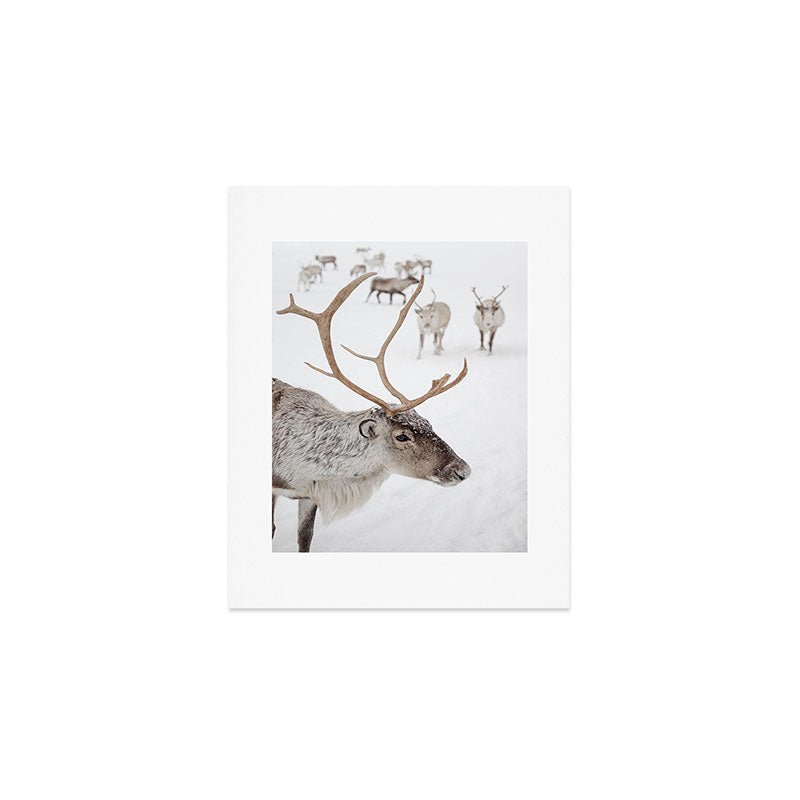 Reindeer With Antlers Art Print | Tromsø Norway Animal Snow Photo | Arctic Winter Travel Photography Art Print Gallery Image 1