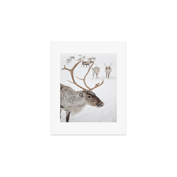 Reindeer With Antlers Art Print | Tromsø Norway Animal Snow Photo | Arctic Winter Travel Photography Art Print Gallery Image 1