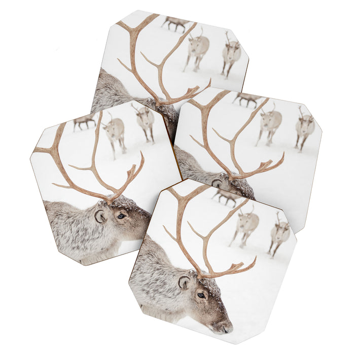 Reindeer With Antlers Art Print | Tromsø Norway Animal Snow Photo | Arctic Winter Travel Photography Coaster Gallery Image 1