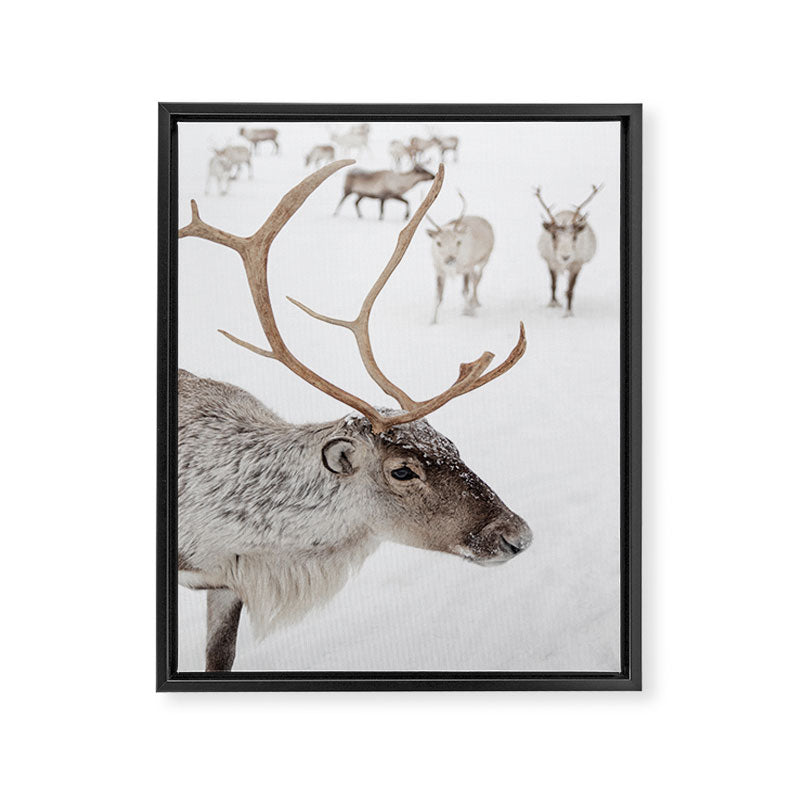 Reindeer With Antlers Art Print | Tromsø Norway Animal Snow Photo | Arctic Winter Travel Photography Framed Canvas Print Gallery Image 6