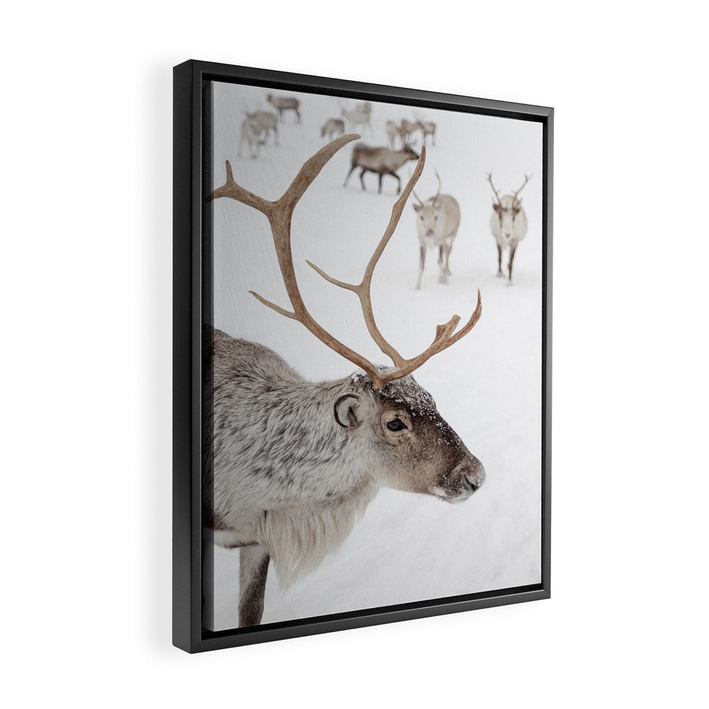 Reindeer With Antlers Art Print | Tromsø Norway Animal Snow Photo | Arctic Winter Travel Photography Framed Canvas Print Gallery Image 2