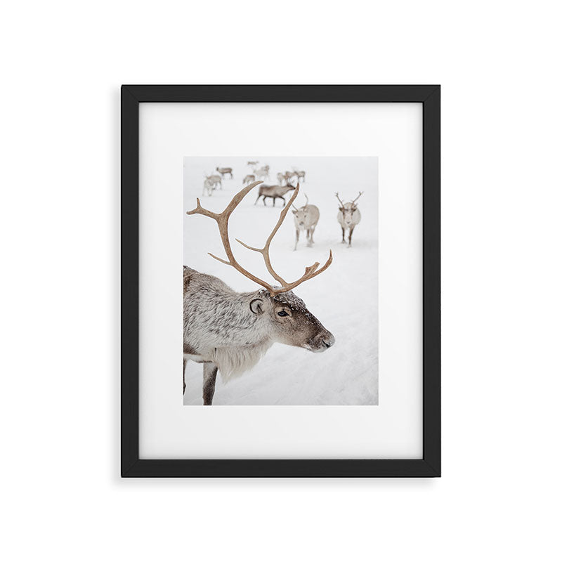 Reindeer With Antlers Art Print | Tromsø Norway Animal Snow Photo | Arctic Winter Travel Photography Framed Art Print