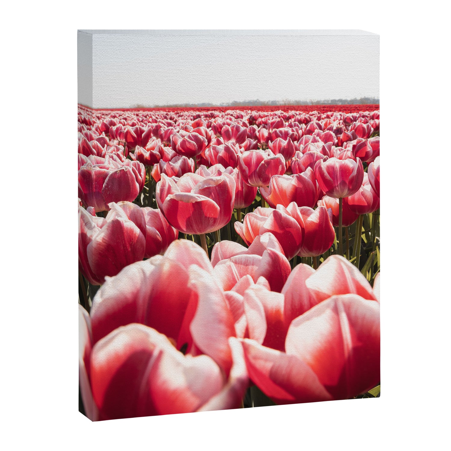 Tulip Field In Holland Floral Photo | Europe Travel Photography Red Flowers Spring Art Print Canvas Print Gallery Image 6