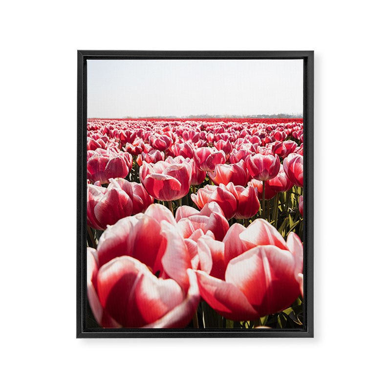 Tulip Field In Holland Floral Photo | Europe Travel Photography Red Flowers Spring Art Print Framed Canvas Print Gallery Image 6