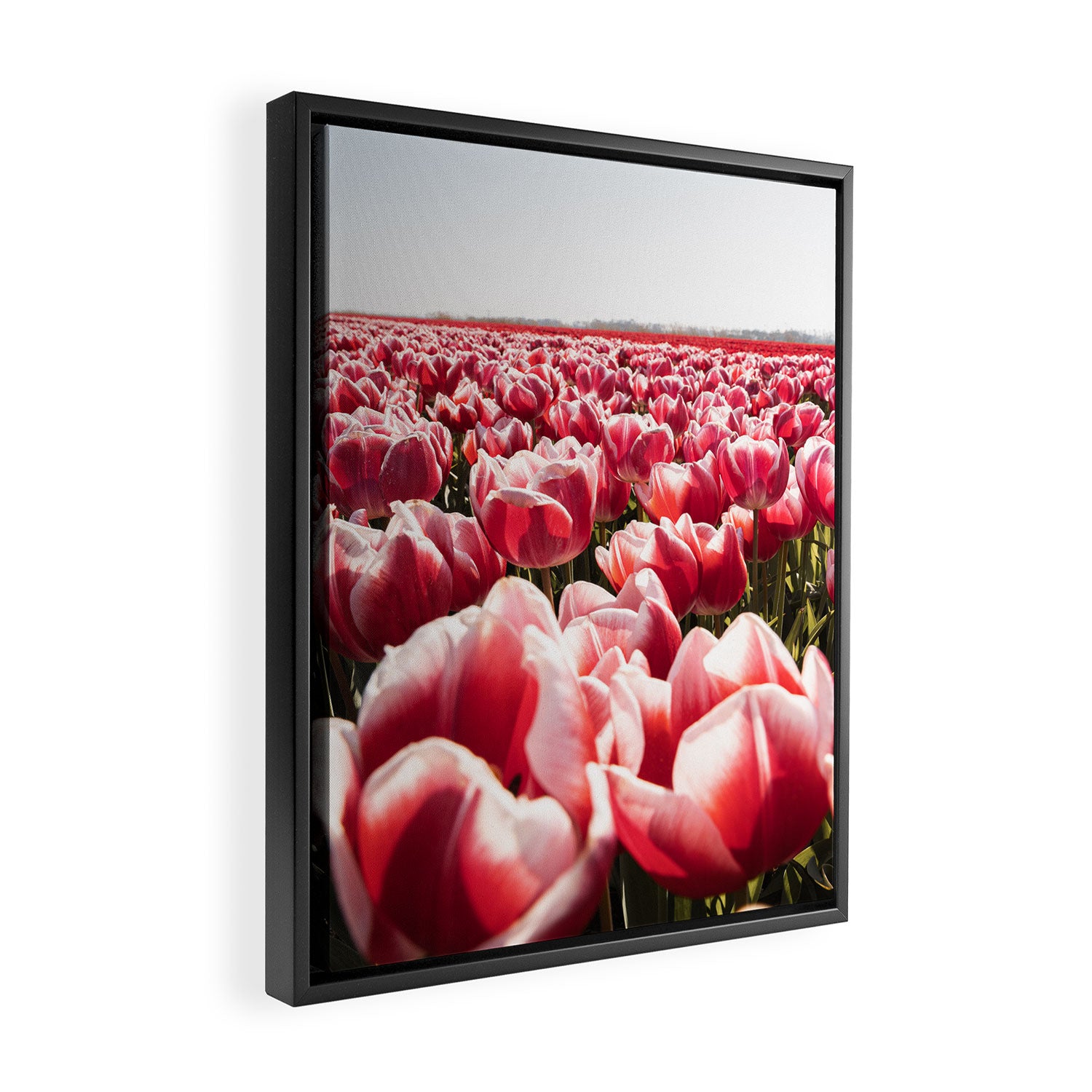 Tulip Field In Holland Floral Photo | Europe Travel Photography Red Flowers Spring Art Print Framed Canvas Print Gallery Image 2