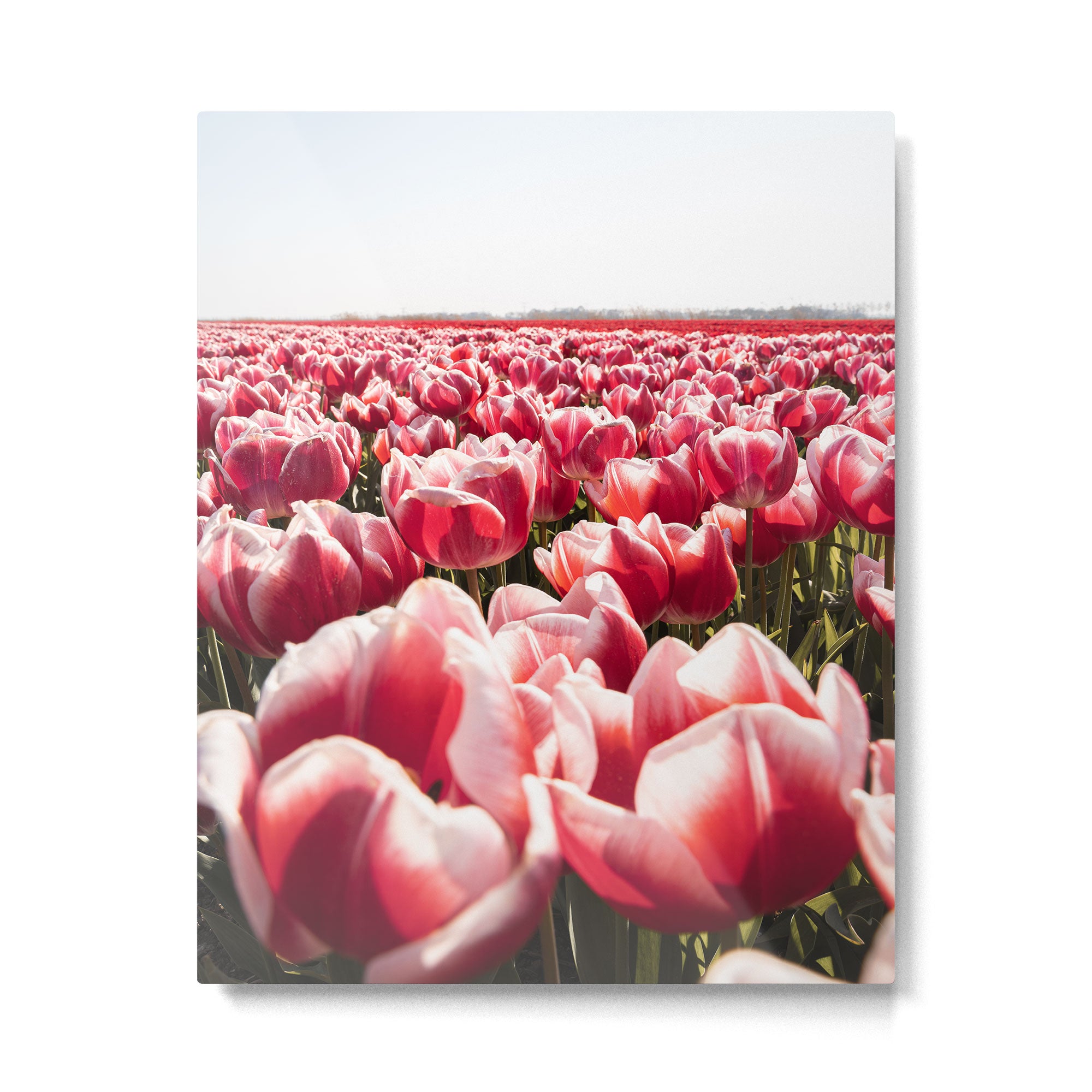 Tulip Field In Holland Floral Photo | Europe Travel Photography Red Flowers Spring Art Print Metal Print Gallery Image 4