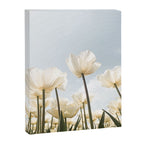 White Tulips In Spring In Holland Photo | Dutch Flowers Art Print |  Europe Travel Photography Canvas Print Gallery Image 6