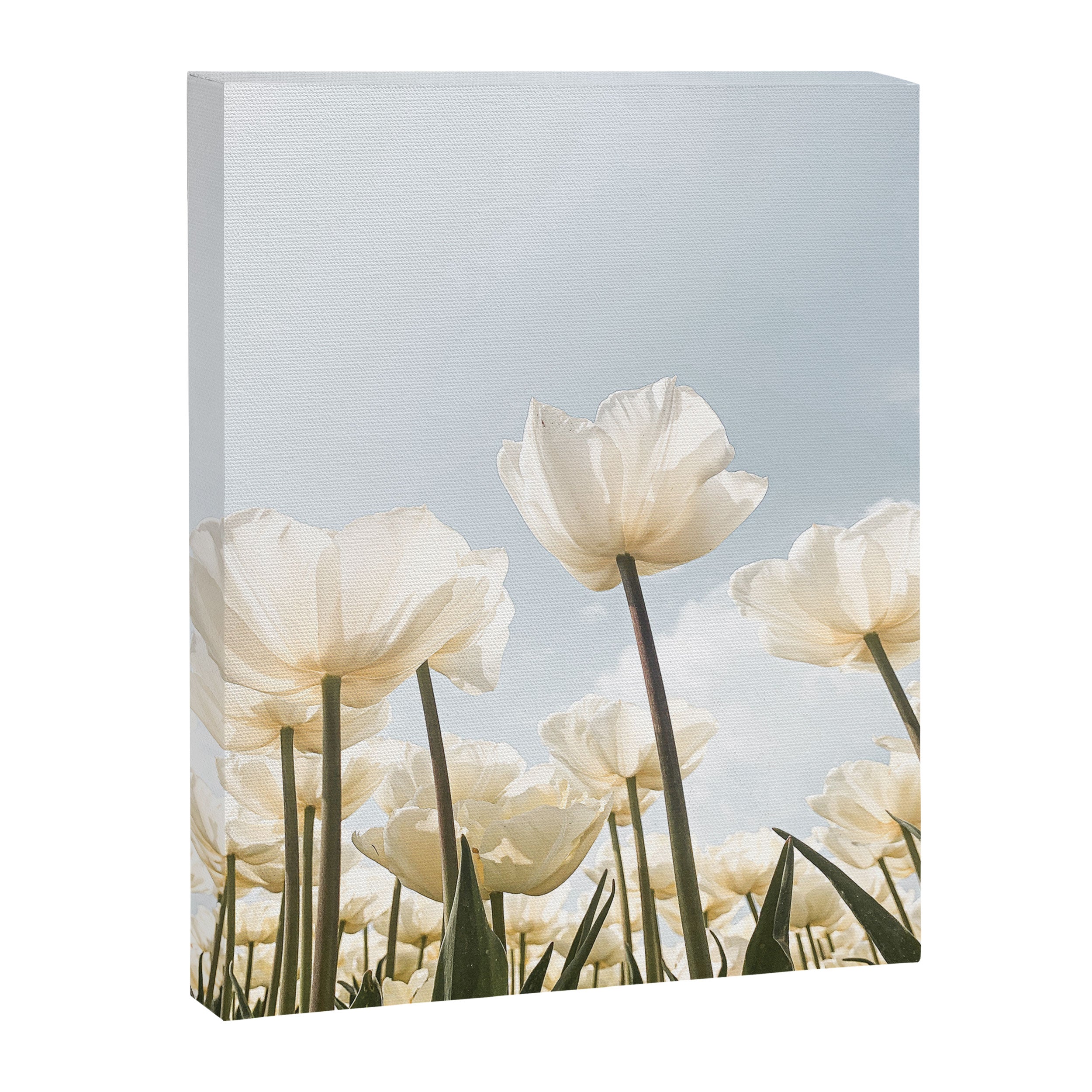 White Tulips In Spring In Holland Photo | Dutch Flowers Art Print |  Europe Travel Photography Canvas Print Gallery Image 6