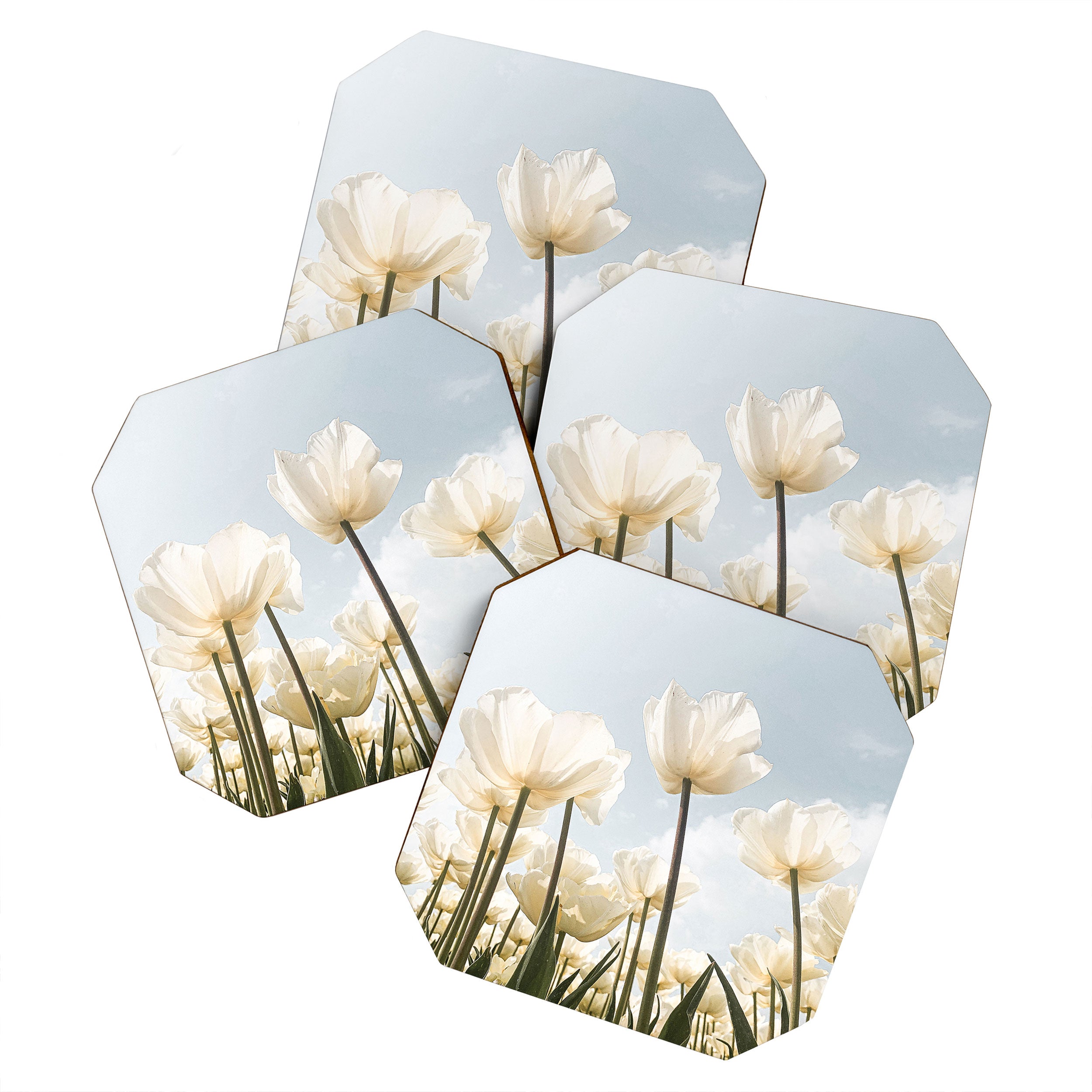 White Tulips In Spring In Holland Photo | Dutch Flowers Art Print |  Europe Travel Photography Coaster Gallery Image 1