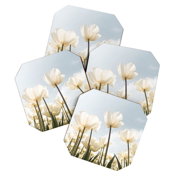 White Tulips In Spring In Holland Photo | Dutch Flowers Art Print |  Europe Travel Photography Coaster Gallery Image 1