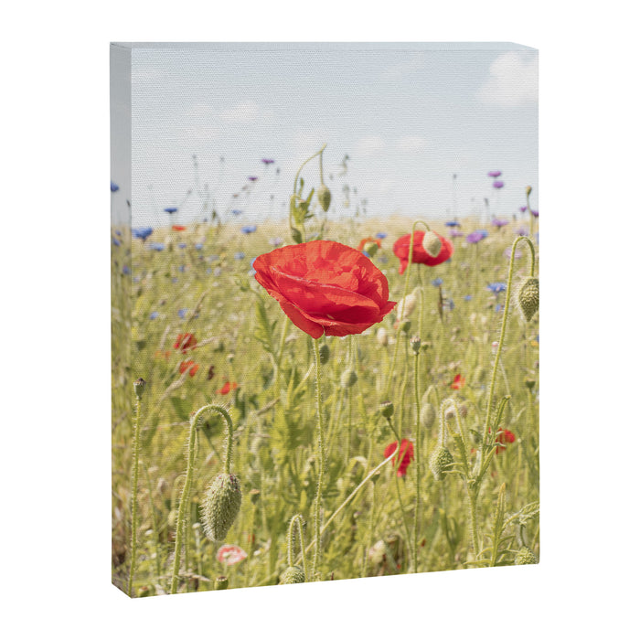 Wildflower Field | Poppy Flower in a Garden in Holland Art Print | Floral Summer Photography Canvas Print Gallery Image 1
