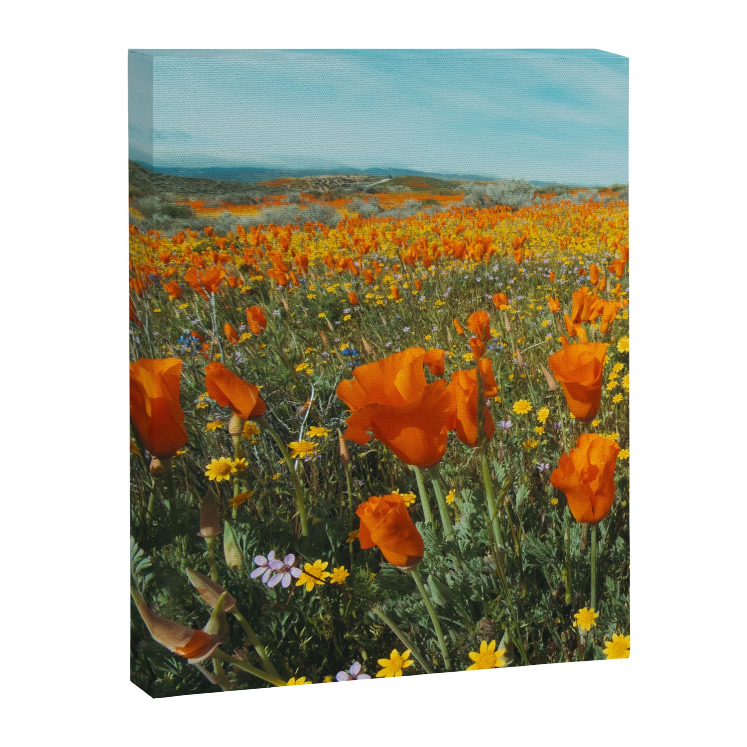 California Wildflower Poppy Superbloom Canvas Print Gallery Image 3