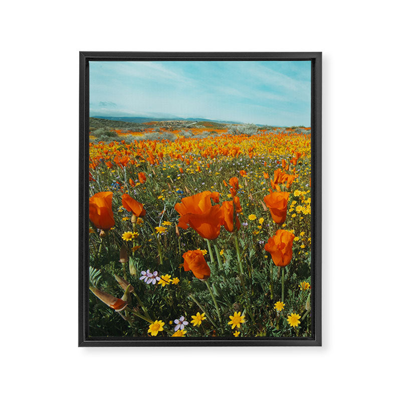 California Wildflower Poppy Superbloom Framed Canvas Print Gallery Image 3