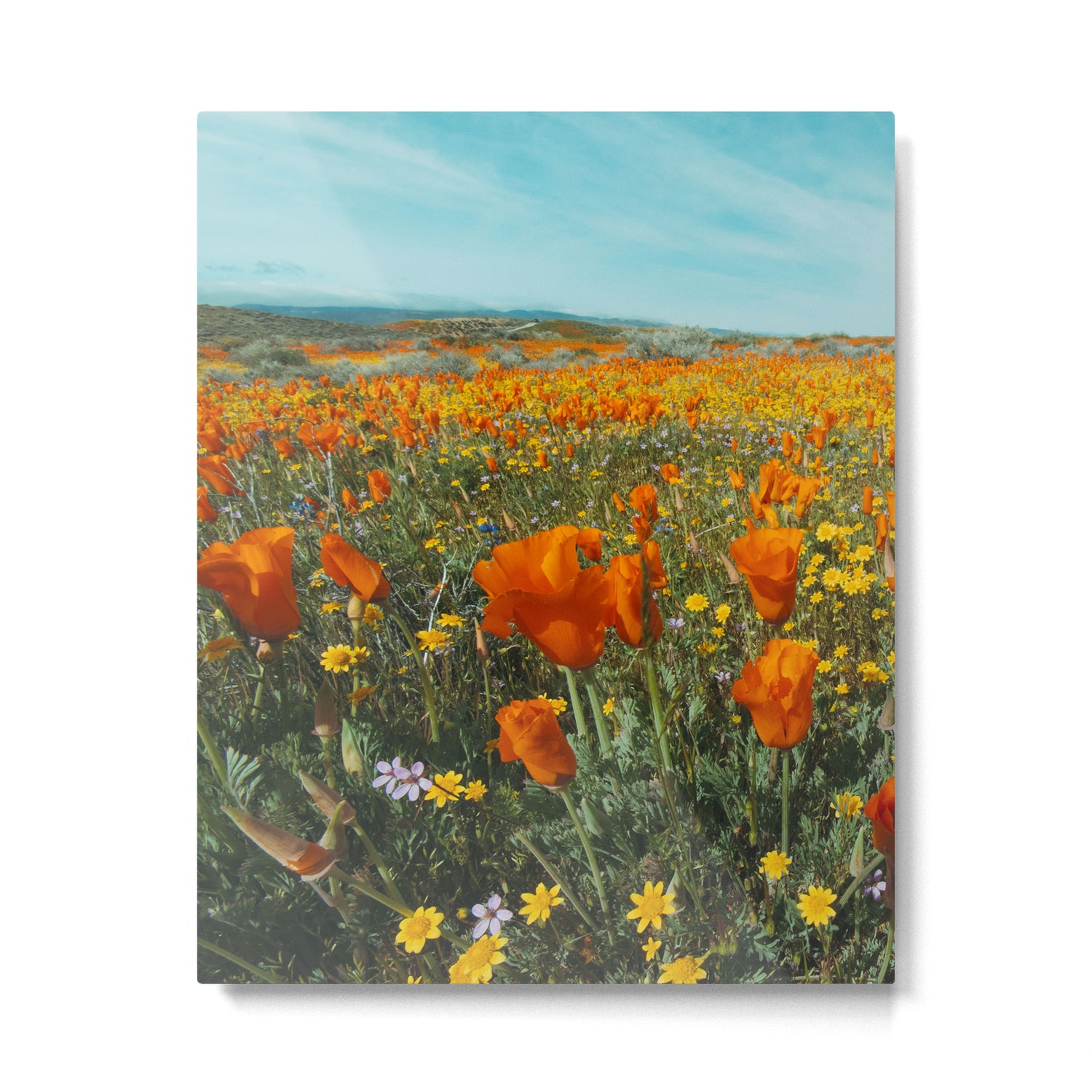 California Wildflower Poppy Superbloom Metal Print Gallery Image 4