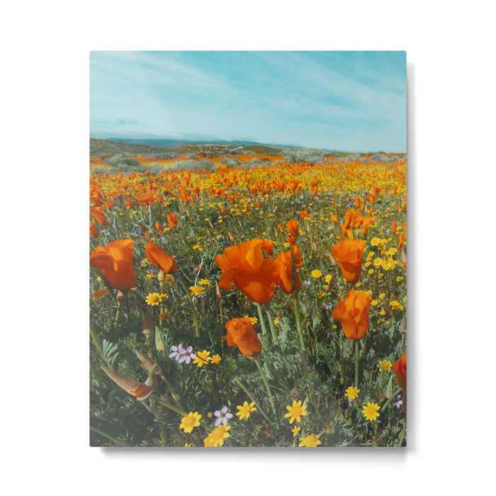 California Wildflower Poppy Superbloom Metal Print Gallery Image 1
