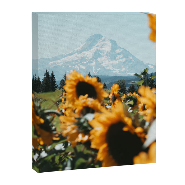 Mt. Hood Sunflower Field Canvas Print Gallery Image 1
