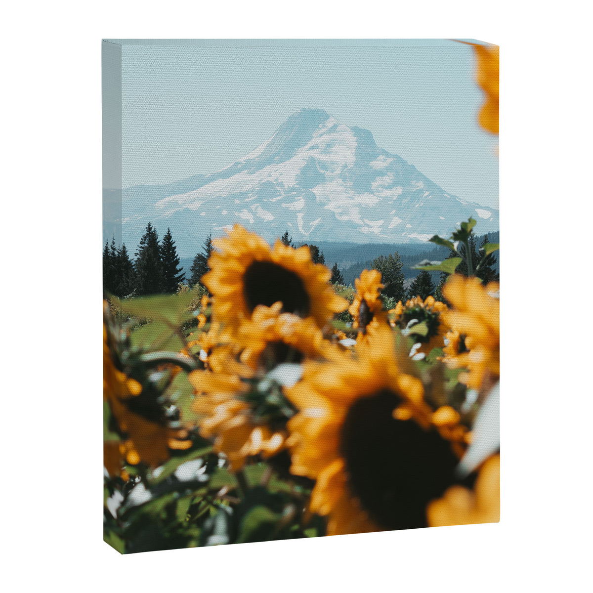 Mt. Hood Sunflower Field Canvas Print Gallery Image 6