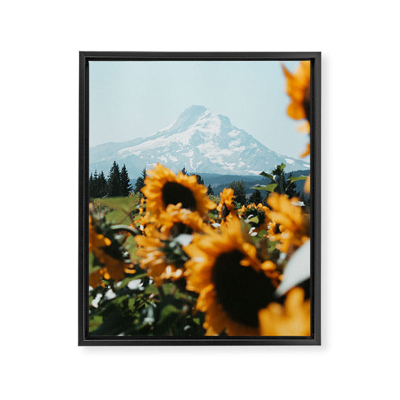 Mt. Hood Sunflower Field Framed Canvas Print Gallery Image 6