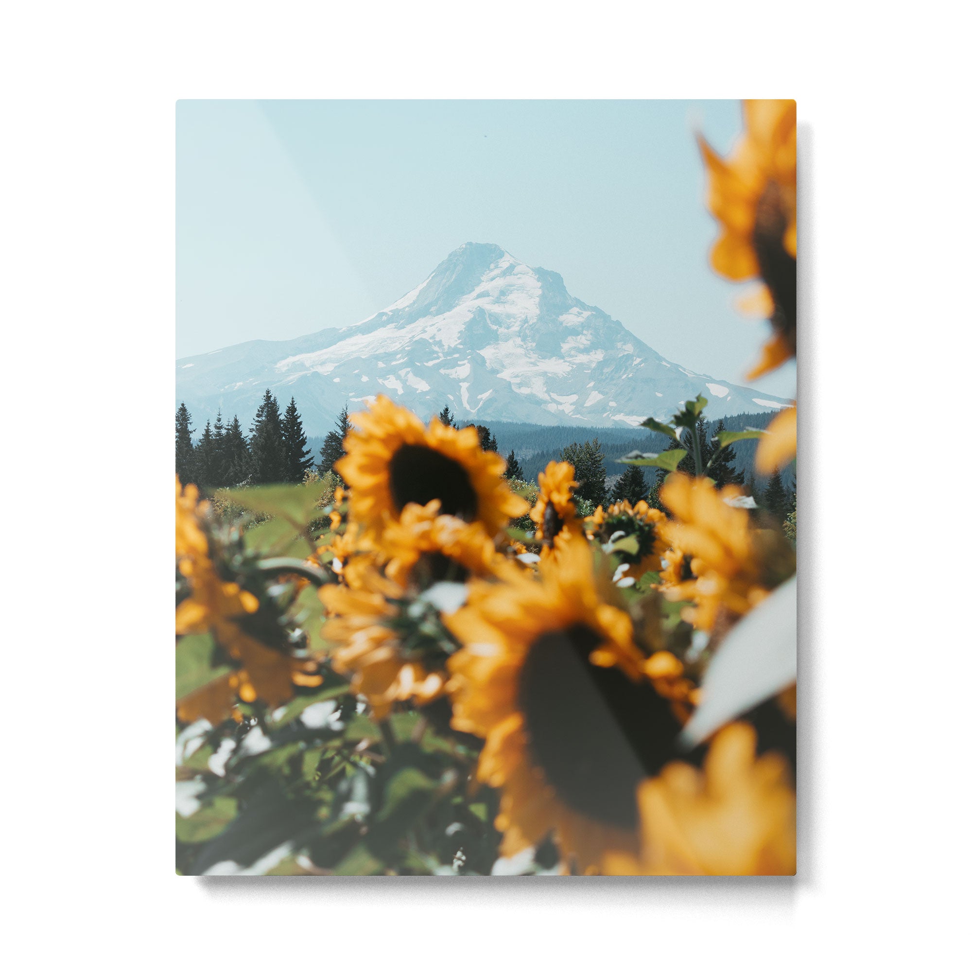 Mt. Hood Sunflower Field Metal Print Gallery Image 4