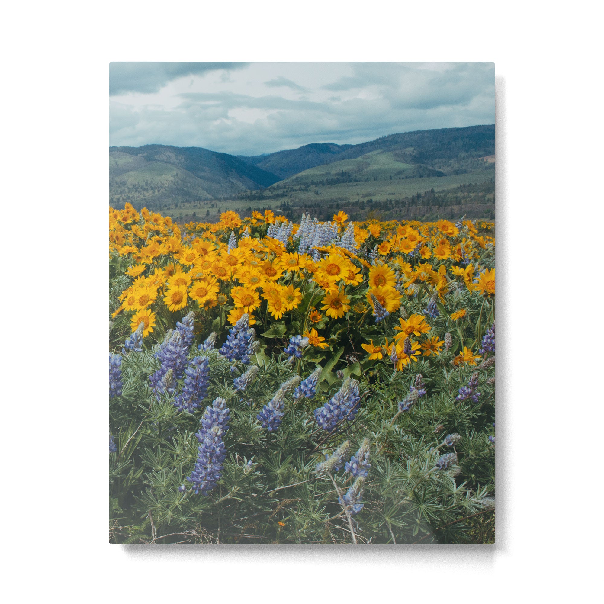 Oregon Spring Wildflower Hillside Metal Print Gallery Image 4