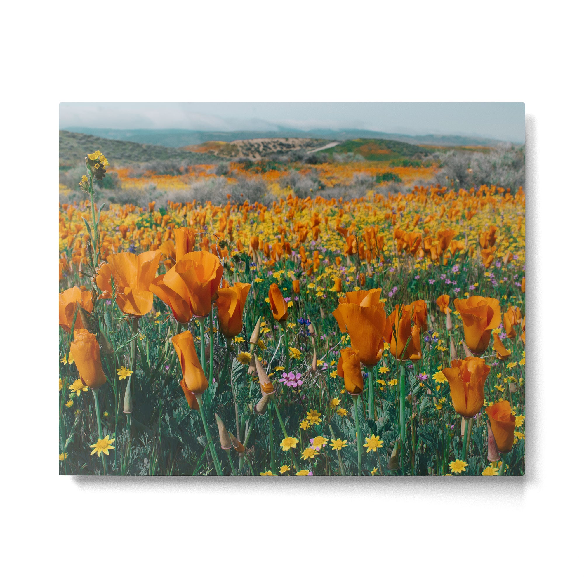 Wildflower Poppy Superbloom Metal Print Gallery Image 4