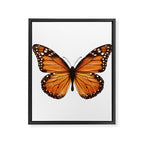 monarch butterfly Framed Canvas Print Gallery Image 8