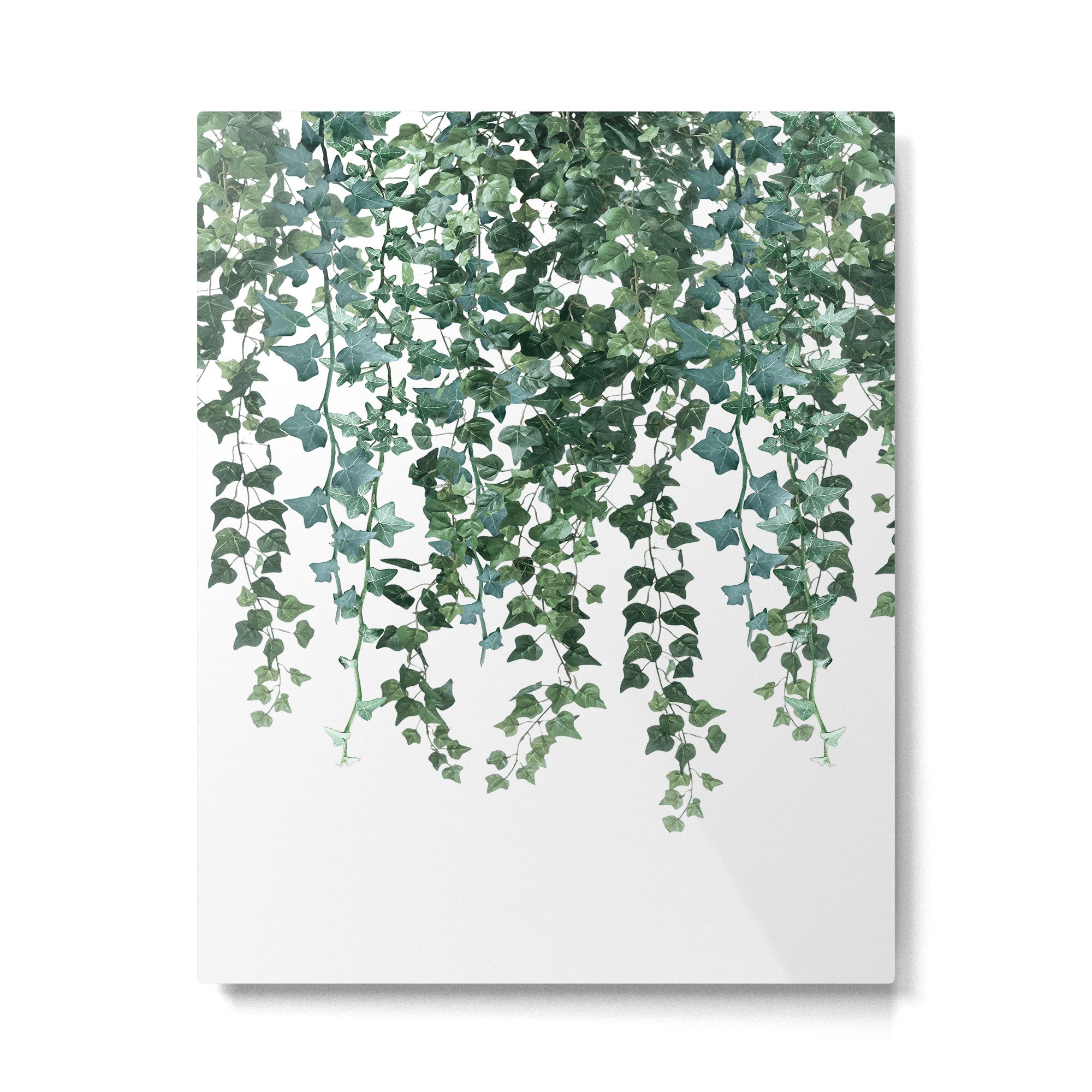 Ivy Watercolor Metal Print Gallery Image 6