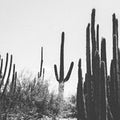 Nicole Alexandria Prints