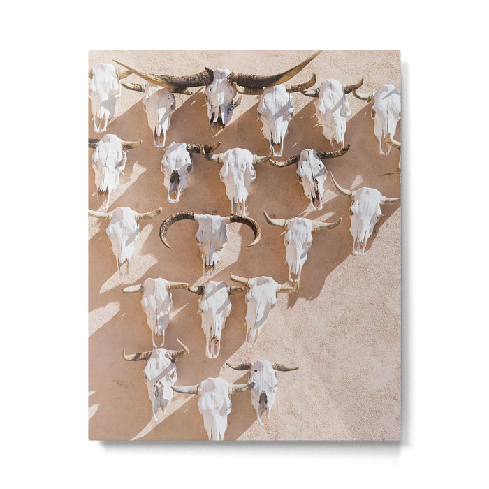 Cow Skulls Adobe - West Texas Photography Metal Print Gallery Image 1