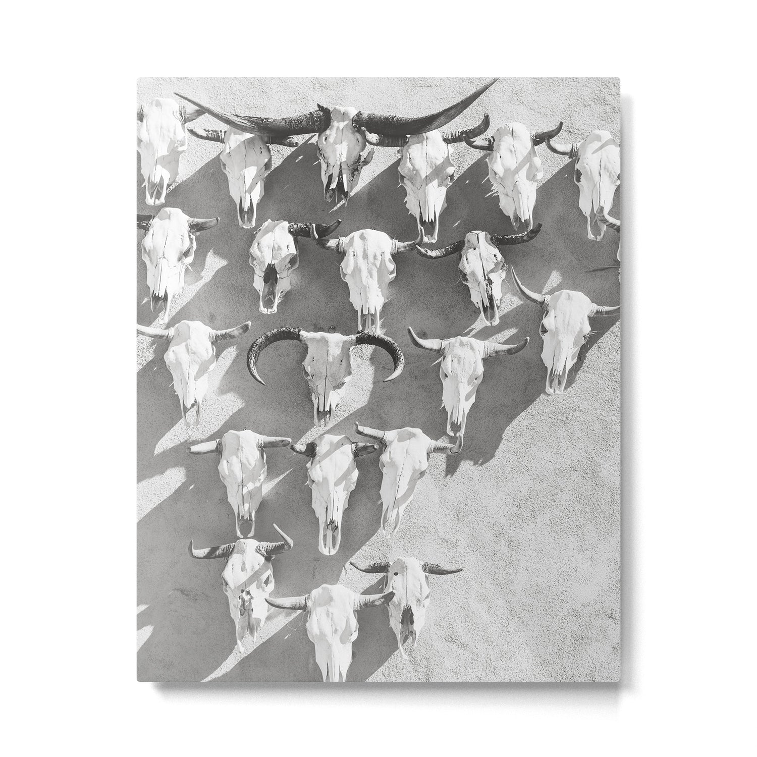 Cow Skulls - West Texas Black and White Photography Metal Print Gallery Image 4