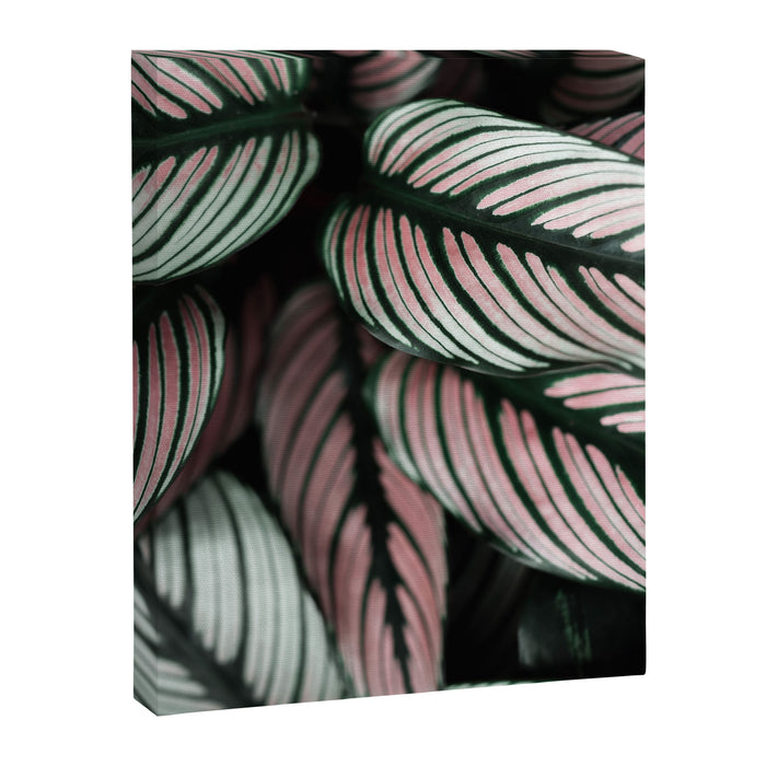 Calathea Whitestar Leaves photography by Ingrid Beddoes  Canvas Print Gallery Image 1