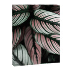 Calathea Whitestar Leaves photography by Ingrid Beddoes  Canvas Print Gallery Image 6